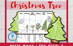 Pine Tree Life Cycle Foldable Templates | Christmas Tree Life within Life Cycle of a Christmas Tree Worksheets